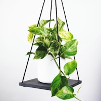 球员伤病情况检查